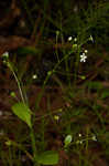 Seaside brookweed <BR>Water pimpernel